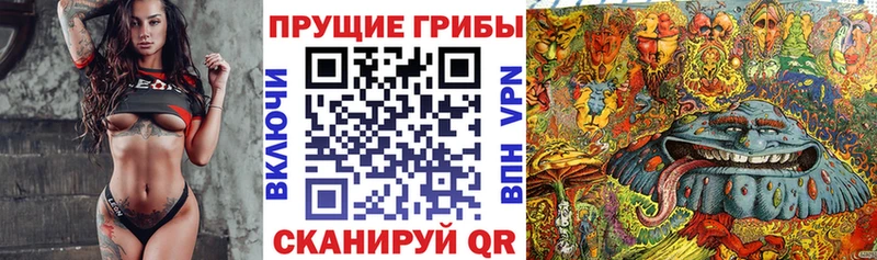 продажа наркотиков  Красноармейск  omg   Псилоцибиновые грибы мицелий 